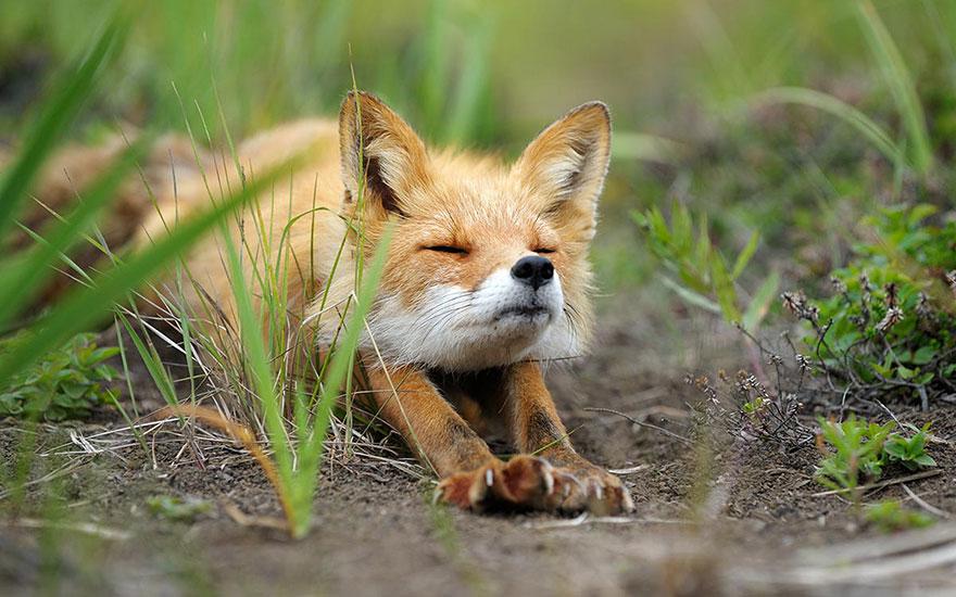 13 fotos de raposas fofas pra melhorar seu dia